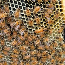 Picture for category Bees
