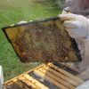 Picture of Bee Experience