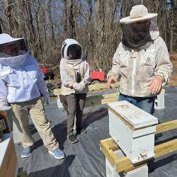 Picture of Bee Experience