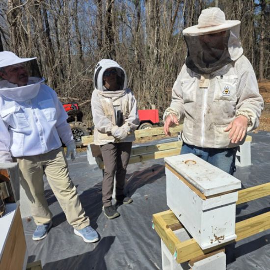Picture of Bee Experience
