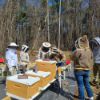 Picture of Bee Experience