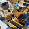 Picture of Bee Experience