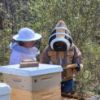 Picture of Beekeeping Consultation