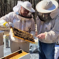 Picture of Beekeeping Consultation