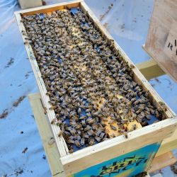 Picture of Nuc Box - 5 Frame (2026)