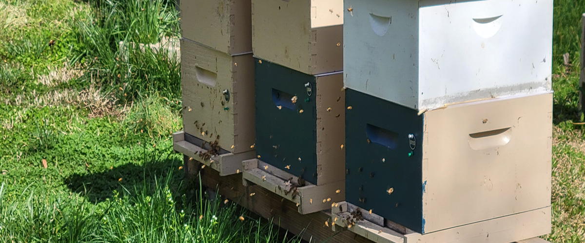 Hives, Nucs and Queens