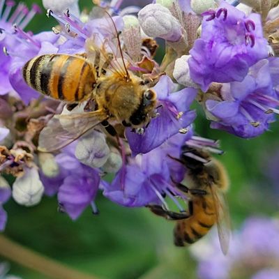 Vitex bush with bees